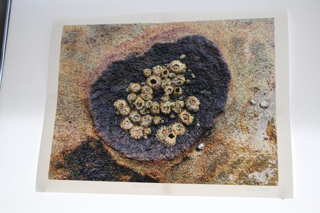 Tide Pool 1